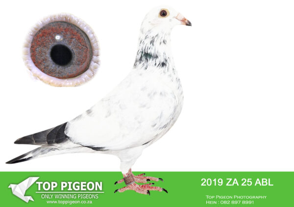 .LOT 9 ALWYN BESTER – ZA 25 ABL 2019 -SIRE:9644767 NL 23.Alias “GRIZZLE PORSCHE” Strain: Porsche 911 X Goed Grijs Color: Grizzle The sire is inbred from a full brother to sister mating from PORSCHE 911. The dam is inbred from a full sister and brother bred from a direct son of GOED GRIJS x OLYMPIC NICOLE.———-DAM:9508754 NL 23 .Strain: Pipa Elite Center Color: Blue Bar Grandchild to”PORSCHE 911″ x “LOUISE”. Bred from a full brother and sister mating. Dam to ZA ABL 1310 2024. 4th SAIPR SUMMER FINAL 2025. Equal winner on the drop ,lost by 4 seconds.SEE PEDIGREE!!!!