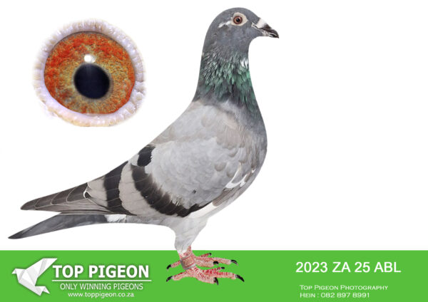 .LOT 5 ALWYN BESTER – ZA 25 ABL 2023 -HALF SIBLING WERE SOLD FOR R86 000.00 ON TOPPIGEON———SIRE: 6014591 BE 20.Strain: Dirk Van Den Bulck Color: BLUE BAR PIED Bred from a full brother to sister mating from “Olympic Rosita”, the mother to “KITTEL”. Bred ZA ABL 923 2023, Best yearling Pretoria Union 2024.————DAM:9508740 NL 23 .Alias “PORSCHE 740” Strain: Pipa Elite Center Color: Blue Bar Grandchild from PORSCHE 911 and his full sisters and brother, MACAN. Very inbred back to WACKO FREDDY and LIEVE..SEE PEDIGREE!!!
