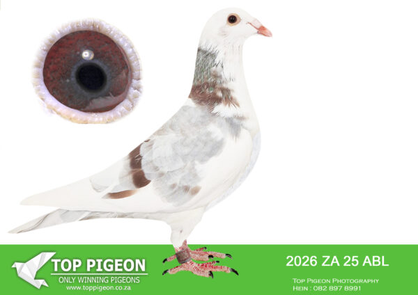 .LOT 7 ALWYN BESTER – ZA 25 ABL 2026 -SIRE:4939 ZA 21 GPU .Strain: Alwyn Bester Color: Red Check Pied GPU Winner from Noupoort 2023.————DAM:1675036 NLD 21 .1675036 NLD 21 .Alias “BRATT X KITTY 036” Strain: D Vd Bulck X Sangers Color: Mealy Father is Bratt Top brother KITTEL 1. Nat. Ace KBDB 2013 BRATT is (g.) father 1. Young acebird 2021 1. Roosendaal 4733 1. Prov Nisa 4045 1. Prov. Nisa 3081 4. NPO PontStMax 6733.SEE PEDIGREE!!!