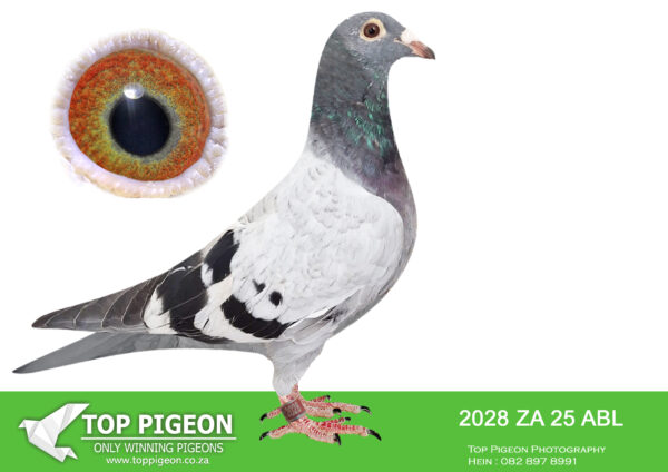 .LOT 1 ALWYN BESTER – ZA 25 ABL 2028 -Bred from an inbred “GOED GRIJS” cock mated to “AMIRA”, SANPO GOLD MEDAL OVERALL 2001+ pigeons 2024 (SOLD FOR R252 000.00 ON TOPPIGEON) ————-SIRE: 8212743 NLD 24.Alias “DOUBLE GOED GRIJS 43” Strain: Gebr A & B Leideman Color: Blue Bar Bred from half brother and sister mating back to GOED GRIJS. 43’s Parents are bred from super performing pigeons. 998 is bred from CRACK 19 mated to GOED GRIJS GRIZZLE STAR is bred from OLYMPIC WOLFGANG mated to GOED GRIJS..———–DAM:643 ZA 22 ABL .Alias “AMIRA” (SOLD FOR R252 000.00 ON TOPPIGEON).Strain: Alwyn Bester Color: Blue Bar 1st SANPO OVERALL DISTANCES (2001+) pigeons 2024 2nd SANPO MIDDLE DISTANCE (2001+) pigeons 2024 3rd SANPO SHORT DISTANCE (2001+) pigeons 2024 2nd FCI SANPO OVERALL DISTANCES  2024 4 x PTA UNION winner. (9 x Club winner 2023-2024).SEE PEDIGREE!!!