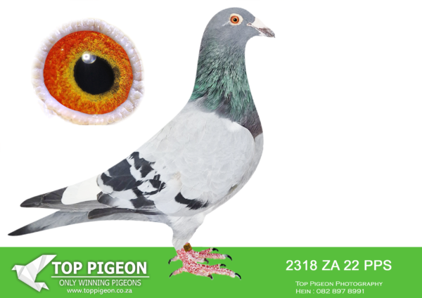 .LOT 9 EARLY MAY -ZA 22 PPS 2318 -SIRE:ZA-2018-BPFD-0326 Bont **”Dromer Carelly”** Mother to “Cigar” • 1st Hotspot 3 Saipr 2016. **”African Dream”** Grandson of Super Breeder “810” One of the best breeding grandsons of the famous BAK 17 couple in the world! **”Blue Queen”** • 19th Ace Bird Colesberg Specialists 2008. • 3rd Parow 1245mpm 708km. • 3rd Glen 1149mpm 228km. • 8th Tylden 908mpm 236km. • 9th De Doorns 1218mpm 578km. =========================DAM:ZA-2017-BPFD-5520 Blue **”Gladiator”** Sanpo Bronze Winner!! Super breeder to 15 wins, grandsire to more than 22 known winners. • 3rd Ace Carnival Car Race • 1st Final Saipr One Loft 2016. **”Little Hermien”** Full sister of two Sanpo Gold Winners Short distance and Overall 2010. **”Juan 4″**.SEE PEDIGREE!!!
