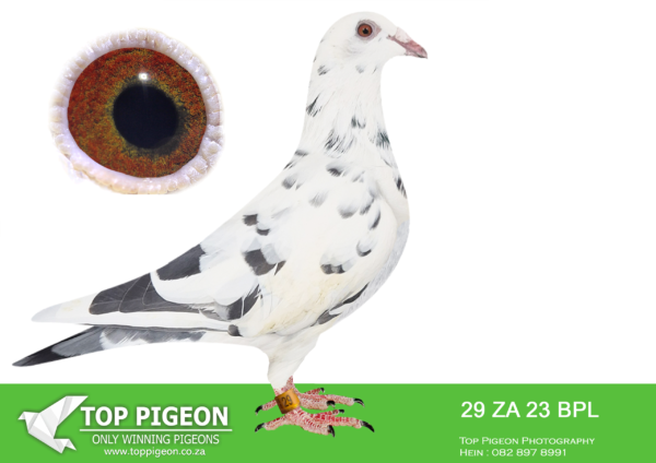 LOT 45 BOSHOFF PIGEON LOFTS AUCTION 2 -29 ZABPL 23 -SIRE:170 ZAGRPF 20.GRIZ GYS LOUW Super entree from Gys Louw at Capetown One Loft Internation race. Unfortunately injured before the final race. Magnificent cock in the hand. SIRE bred from Said in Spun Silver 2nd Final SAMDPR and Robben Island 2nd Final SAMDPR 1st Ace.———DAM:16403 ZAPWF 22 LUKE DONALD/ MIX/ GANUS Golden Mix Full Brother Mix 1st SAMDPR, Oswally 1st Dinokeng, Luke Donald 3rd Final SAMDPR and many other good ones in this pedigree.SEE PEDIGREE!!!