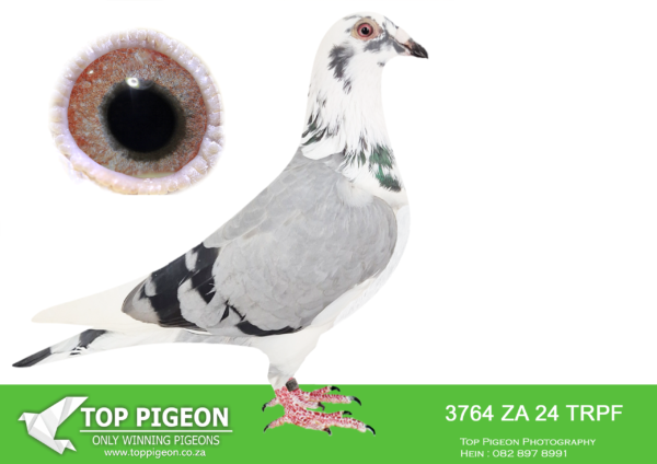 LOT 13 EARLY MAY -ZA 24 TRPF 3764 -SIRE:ZA-2023-GPU-4746 TNT Elite Centre Best Kittel Mealy A superbly bred pigeon with genetics acquired from two top lofts in South Africa: JJJ Lofts and Aces Lofts. Sire “Enzo” purchased for R53,000.00 at the SAIPR One Day Lofts Auction. His sire is a direct son of the world-famous “Best Kittel.” His dam is the 7th National Ace for Stefaan Lambrechts. “Best Kittel” is also her sire, and her dam is a direct daughter of “Best Kittel” ====================DAM:ZA-2022-SFL-193 Silver Fern Lofts Broeckx van den Bulck Dark checkered This is a medium size hen bred from a golden line of ‘Kittel’ champions like ‘Banksy’ ‘Brother Rosita,’ and ‘Sister Rosita’ Kittel Royalty.SEE PEDIGREE!!!