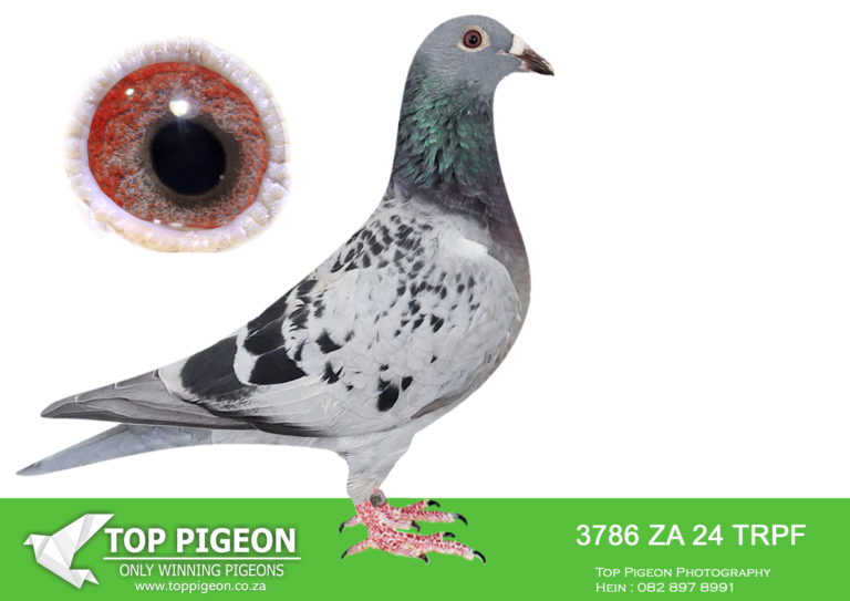 .LOT 4 EARLY MAY -ZA 24 TRPF 3786 -SIRE:TR-2018-075679 “PORSCHE 679 ...