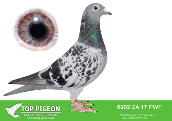 LOT 35 BOSHOFF PIGEON LOFTS AUCTION 5 – 6902 ZAPWF 17 -The sire is bred from the best of ‘Koopman’. His h/ brother was top racer at Carnival and already produced winners and top OLR. He was mated to the dtr of the ‘Mortimer’ Cock mated to dtr ‘Zander x Azurit’. She is also the Aunt of foundation hen ‘Sunny Gold’.————SIRE:6812 ZAPWF 17.KOOPMAN Sire is bred from foundation Koopman 170 x Bessie. H/Brother of 1123 who raced at Carnival Club 2016 49 members ~1000p/ race. Raced 20 consecutive races. Won 6 top 50 positions, 3 top 10 positions, 38th race 2, 8th race 3, 4th race 6, 46th race 8.———-DAM:06254 ZATHU 08 AFVLERK Sun City Genes/ Tom Lock Sire is the Mortimer Cock. Her dam is bred of ZANDER (6th SCMDPR Final) mated to AZARUT (Ace Pigeon SCMDPR). Bred 7 wins and Co Car Winner GRPA 2010 season. Bred 2 Winners (3X and 2X winners) for Ronnie Huebsch Snr. Dtr won 27,32.SEE PEDIGREE!!!!