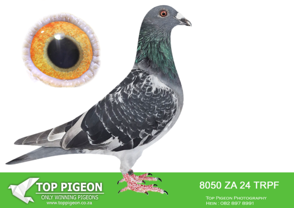 .LOT 7 EARLY MAY -ZA 24 TRPF 8050 -SIRE:ZA-2023-GPU-4746 TNT Elite Centre Best Kittel Mealy A superbly bred pigeon with genetics acquired from two top lofts in South Africa: JJJ Lofts and Aces Lofts. Sire “Enzo” purchased for R53,000.00 at the SAIPR One Day Lofts Auction. His sire is a direct son of the world-famous “Best Kittel.” His dam is the 7th National Ace for Stefaan Lambrechts. “Best Kittel” is also her sire, and her dam is a direct daughter of “Best Kittel” ====================DAM:ZA-2022-SFL-193 Silver Fern Lofts Broeckx van den Bulck Dark checkered This is a medium size hen bred from a golden line of ‘Kittel’ champions like ‘Banksy’ ‘Brother Rosita,’ and ‘Sister Rosita’ Kittel Royalty.SEE PEDIGREE!!!