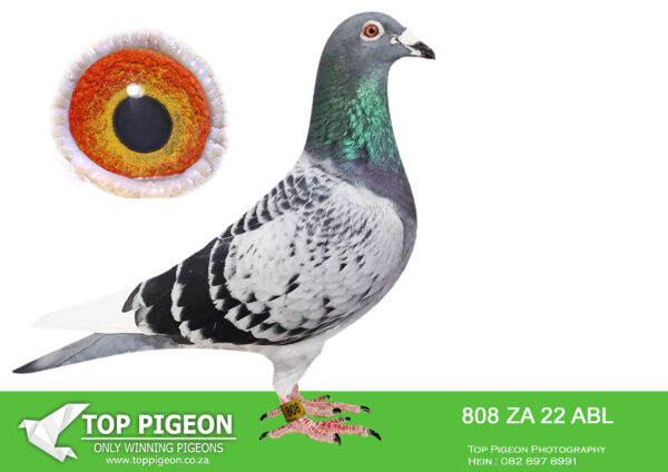 .LOT 4 ALWYN BESTER – ZA 22 ABL 808 -Bred from Bulck 158, one of the very best Kittel cocks in our loft. Mated to Extreme Kittel. Full brother to Dinokeng Hotspot winner.————-SIRE: 1418158 NLD 19. Alias “BULCK 158” Strain: Dirk Van Den Bulck Color: Blue Bar Sire: BANKSY, HYPER EXCLUSIVE!! KITTEL mated to his mother OLYMPIC ROSITA. Dam: SOFIE, full sister to OLYMPIC ROSITA. KITTEL 0.9 coefficient. Fastest pigeon in the history of KBDB. Double winner, 2nd and 3rd.. BULCK 158 is super bred.———-DAM: 1254148 NLD 20. Alias “EXTREME KITTEL” Strain: Vd Bulck/Dehon-Demonseau Color: Blue Chequer W/f Her sire is a fantastic inbred son to Best Kittel. Best Kittel was mated to his own daughter which was bred from Best Kittel mated to his own mother. Her dam is ANGELINA, super full sister to KITTEL. EXTREME KITTEL is dam to; ZA ABL 804 2022 1st, 2nd Hotspot DINOKENG OLR 2022.SEE PEDIGREE!!!!