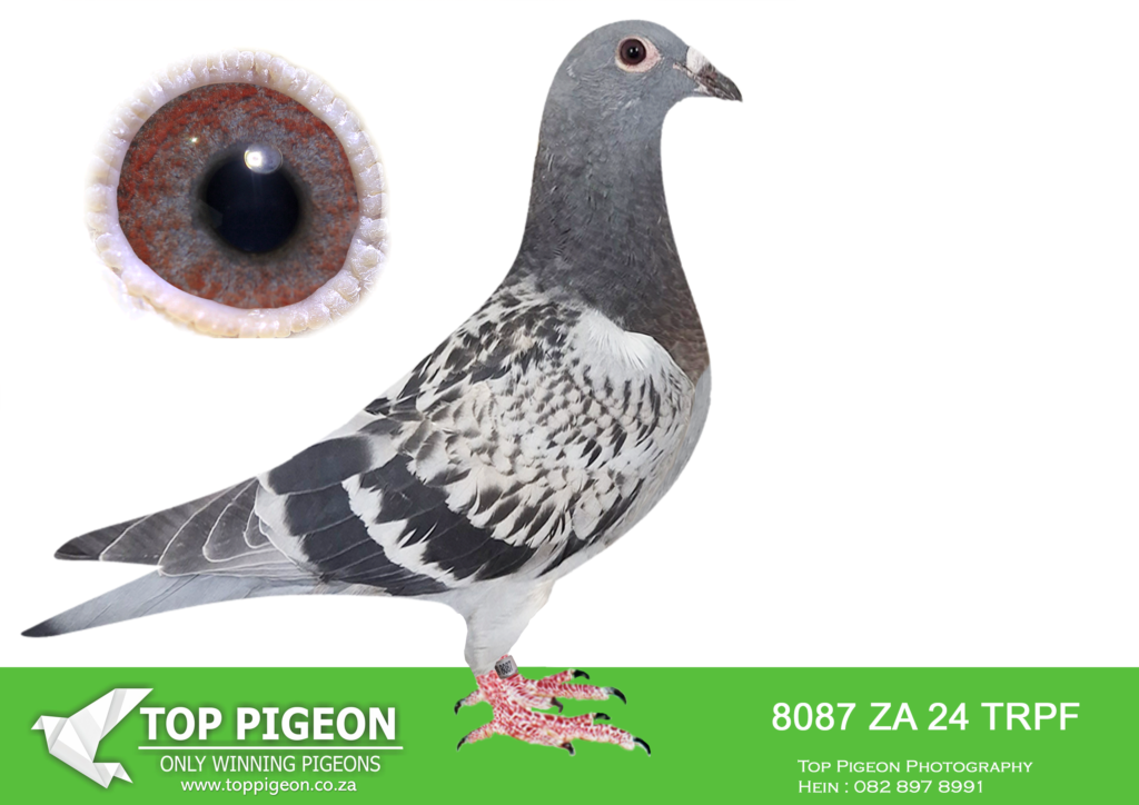LOT 18 EARLY MAY -ZA 24 TRPF 8087 -SIRE:TR-2018-075679 “PORSCHE 679 ...