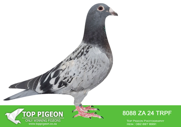 .LOT 3 EARLY MAY -ZA 24 TRPF 8088 -SIRE:TR-2018-075679 “PORSCHE 679” Pipa Elite Center Grandson to: ** “PORSCHE 911” ** Grandfather to: • 1st Nat. Bourg 34.311p. • 1st Nat. Limoges 10.319p. • 1st Nat. Soiull 7.514p. • 2nd Olympiad Pigeon’22. • 2nd Final Derby Arona. • 3rd Nat. Ace KBDB LD. • 5th Nat. Ace KBDB LD. • 7th Nat. Ace KBDB GMD. =====================DAM:ZA-2020-GRPF-218 Mc Dermott Lofts **”Lieve”** mother to: **”Porsche 911″** • 5e Nat. Ace KBDB GMD 2015. • 7e Nat. Châteauroux 25617p. • 11e Nat. Bourges 21484p. • 52e Nat. Montluçon 16982p. **”Boxster”** • 2 x 1e Provincial. • 8e Nat. Ace KBDB LD 2015. • 2e Ace YL 3 LD Races 2015. • 11e Nat. Brive 9049p. • 42e Nat. Jarnac 4167p.SEE PEDIGREE!!!