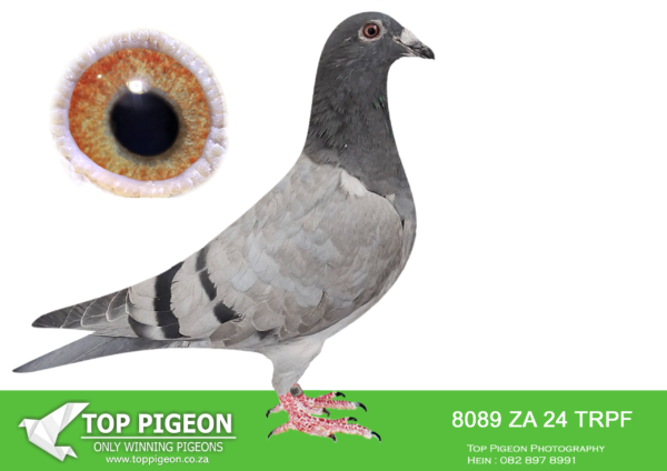LOT 11 EARLY MAY -ZA 24 TRPF 8089 -SIRE:ZA-2023-GPU-4746 TNT Elite Centre Best Kittel Mealy A superbly bred pigeon with genetics acquired from two top lofts in South Africa: JJJ Lofts and Aces Lofts. Sire “Enzo” purchased for R53,000.00 at the SAIPR One Day Lofts Auction. His sire is a direct son of the world-famous “Best Kittel.” His dam is the 7th National Ace for Stefaan Lambrechts. “Best Kittel” is also her sire, and her dam is a direct daughter of “Best Kittel” ====================DAM:ZA-2022-SFL-193 Silver Fern Lofts Broeckx van den Bulck Dark checkered This is a medium size hen bred from a golden line of ‘Kittel’ champions like ‘Banksy’ ‘Brother Rosita,’ and ‘Sister Rosita’ Kittel Royalty.SEE PEDIGREE!!!
