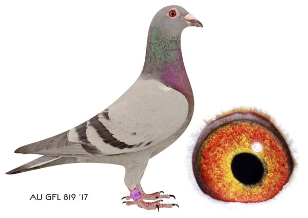 LOT 11 FERDIE LUBBE -AU 17 GFL 819 -THIS HEN BRED ALREADY 8 TOP 10 UNION PIGEONS BRED BY MIKE GANUS OUT OF SUPER SA MILLION DOLLAR WINING GENES SUCH AS ”STRAINMAKER” , ”SUNCITY”  SIRE OF RUBBELLOS & LAURA IS A BIG WINNER TODAY BOTH 1ST PLACE WINNERS FINAL SAMDPR, SAID IN SPUN SILVER” 2ND PLACE SAMDPR 2013, ULITAMED DESERT 1ST PLACE WINNER SAMDPR 2013,  SHE BREEDS PIGEONS THAT CONSITANTLY PERFORM ON DIFFICULT LONG RACES. WE BOUGHT HER AT SAMDPR AUCTION FOR R46,000.SEE PEDIGREE!!!