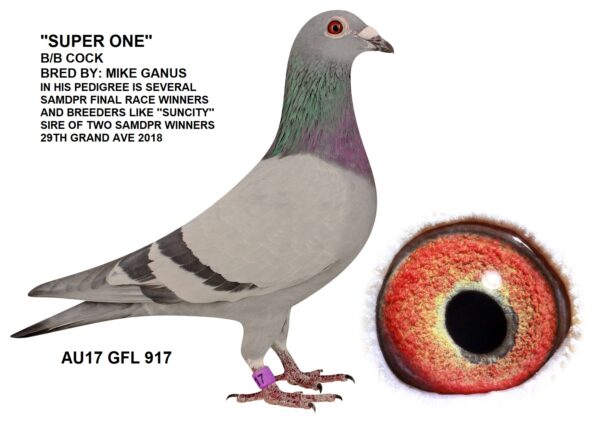 .LOT 1 FERDIE LUBBE – AU 17 GFL 917 -WE BOUGHT THIS COCK AT SAMDPR  FOR R47,000 “SUPER ONE” AU17 GFL 917 THE BEST RACERS OF MIKE GANUS IN 2017/8 SAMDPR  29th GRAND AVERAGES 2018 SAMDPR THIS COCK BRED 5 WINNERS FOR US WHEN CROSSED WITH OUR OWN DESMET AND HOOYMANS PIGEONS HIS DAUGHTER ZA20 MOUN 1129 IS A 2 X UNION WINNER HIS OFSPRING ALSO WIN FOR DR GAVIN ROUS THE BEST GENITIC’S OF THE SAMDPR FINAL RACE WINNERS COMBINED IN ON BIRD WE BOUGHT THIS COCK AT SAMDPR  FOR R47,000 THANKS TO MIKE GANUS WHO IS THE MOST FAMOUS COLLECTOR ON SAMDPR FINAL RACE WINNERS AS WELL AS SUPER ACE PIGEONS AROUND TO WORLD. THE BEST GENETIC’S OF THE SAMDPR FINAL RACE WINNERS COMBINED IN ON BIRD.SEE PEDIGREE!!!