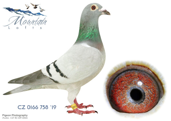 LOT 10 FERDIE LUBBE – CZ 19 0166 758 -MEDAL HUNTER” CZ19 0166 758 BABIES PERFORM WELL ON LOGER RACES DAM TO ZA21 MOUN 136 ” 52ND VIC FALLS FINAL 2022″ 25OTH FINAL SAMDPR 2020 FULL SISTER MOU CHAR 14TH HOTSPOT 2 3170P -2019 81ST HOTSPOT 1 3341P -2019 203RD HOTSPOT 5 2533P -2019—————SIRE:DV 12 08857 76.Alias “JUPID’S PRIDE” Color: BLUE BAR ” JUPID’S PRIDE”DV12 08857 76 SIRE TO 421 – 1ST 534KM SIRE TO 375 – IST 534KM SIRE TO 13/277 1ST 722KM MAYEM 1ST 333KM TACHOV SIRE 250TH FINAL SAMDPR 2020.———–DAM:SK 12 02302 400.Alias “FIALA ALEX” Strain: MOLIN MAZUCH Color: BLUE BAR ”FIALA ALEX” SK12 02302 400 ULTRA LONGDISTANCE GENETIC’S ‘SIRE:’HUMBURG” SK09 2741 99 1ST KOLIN n.R 861KM 1ST KOLIN n.R 861KM 1ST HAMBURG 826KM 2ND KOLIN 861KM 64 POSITIONS TOTAL DAM:”HANOVER” SK04 0908 205 1ST NATIONAL SR.SEE PEDIGREE!!!!
