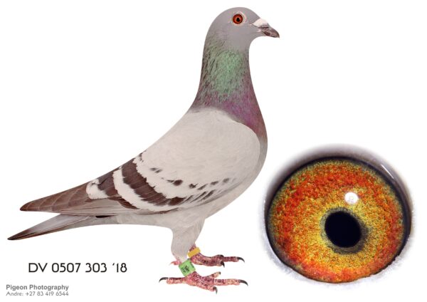 .LOT 7 FERDIE LUBBE -DV 18 0507 303 -WE BOUGHT THIS HEN FOR R32,000  FOR A SUPER ALFONS KLAAS HEN ONE OF OUR KEY BREEDERS OF  WINNERS AND CONSISTANT RACERS————-SIRE:DV 05 04955 292.Alias “JANOSCH” Strain: ALFONS KLAAS Color: BLUE BAR “JANOSCH” ONE OF THE TOP BREEDING COCKS SINCE 2008 2006 12/10 PR. 2ND BEST YEARLIG FG 1ST ACE YEARLING RV 251 MEMBERS 2007 12/10PR 3RD ACE PIGEON RV 16 ACE PIGEON REGIONAL 251 MEMBERS 2008 12/10PR 2ND ACE PIGEON RV.————–DAM: DV 14 0507 267 .Alias “MY FAVORIET HEN” Strain: ALFONS KLAAS Color: BLUE BAR ANLFONS KLAAR “FAVORIET HEN”DAUGHTER ”DER ALFONS” DV00 0507 16 HALFBROTHER” SUNCITY WINNER 2007 2004 5TH BEST BIRD REGIONAL VERBAND 1ST ACE BIRD REGIONAL VERBAND 250 MEMBERS 5TH SENS 545KM 5TH SARAN 645KM.SEE PEDIGREE!!!