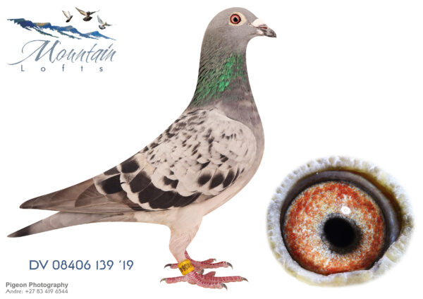 .LOT 5 FERDIE LUBBE -DV 19 08406 0139 -SUPER BREEDER OF WINNERS AS WELL AS TOP PERFORMERS HER GRANDSON ZA22 20112 WINNER AND TOP RACER FOR DR GAVINN ROUS MOTHER IS A FULL SITER TO ”HALOVER”  DV13 07164 270 1ST PRICE WINNER SAMDPR 2014 ALSO RELATED TO ”SPY” GABY VANDENAABELE 2ND PRICE WINNER SAMDPR. BRED BY HEINZ EICHERT BREEDER OF “HALLOVER” GRANDSIRE MOTHER SIDE:- “ENKEL NEPTUNUS” DV11 2632 0734 HIS SIRE “NEPTUNUS” IS HALVE BROTHER TO 2ND PLACE FINAL SUNCITY “SPY” ENTERED BY GABY VANDENABEELE GRANDAM MOTHER SIDE:- SISTER-HALOVER DV14 8406 0350 FULL SISTER TO ”HALOVER”  DV13 07164 270 1ST PLACE FINAL WINNER SAMDPR 2014 AGAINST 3478 PIGEON FROM 661KM WINNING 125,000 DOLLAR”.SEE PEDIGREE!!!