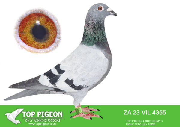 LOT 43 BOSHOFF PIGEON LOFTS AUCTION 3 – 4355 ZAVIL 23 -SIRE:1479 ZAPWF 20.JBM’s BOTJIE x JBM’s GIRL 810 Sablon Full brother Sister Foundation pair of JBM Hertzog. BOTJIE x JBM’s GIRL Bred from Hot Shot with Charming Lady.———–DAM:14810 ZA 15 FINE DESIGN BB JBM’s BOTJIE x JBM’s GIRL 810 Sablon Full brother Sister Foundation pair of JBM Hertzog. BOTJIE x JBM’s GIRL.SEE PEDIGREE!!!