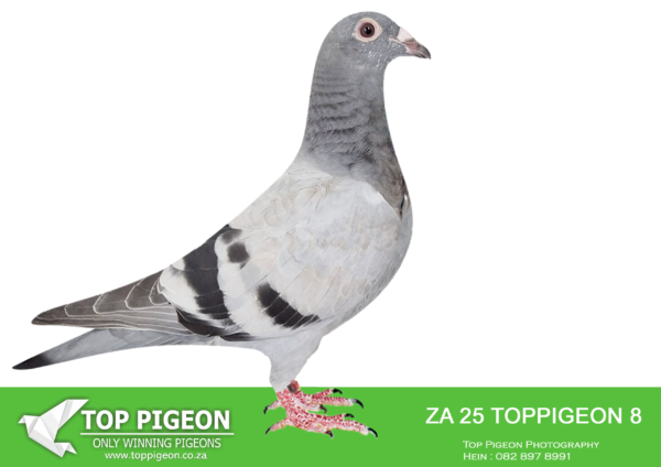 .LOT 2 BENEKE LOFTS – ZA 25 TOPPIGEON 8 BBAR – SIRE:256 DV 03391 19.ANDREAS MOELLER.SIRE TO 7TH AFRIKAPRO FINAL 2023. THIS COCK IS HALF BROTHER TO 1ST CAPETOWN OLR ACE PIGEON WINNING R135 000.00. HIS GRAND SIRE HAS BRED MANY WINNERS.——-DAM:230 KAROO MILLION 23 BB DIRK VAN DEN BULCK “KITTEL” X PAINTER. BRED THE BEST OF DIE PAINTERS MATED TO THE BEST OF ALWYN BESTER.SEE PEDIGREE!!!