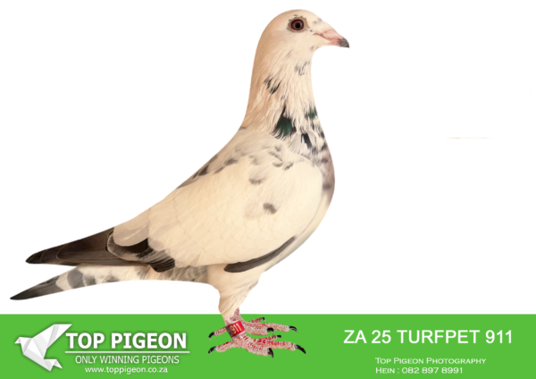 .LOT 6 FERDIE COETZER -ZA 25 TURFPET 911 -young hen is a full sister to our star racer ” Witte Rakket ” . This medium small hen is bred from a click pair . She has a pearl eye , silky plumage , lovely temperament . In her pedigree find the great ” Arnold Morey Grizzle Pigeons ” also my super performing Louis Wouter and only pigeon on the day Blou Bul ” Die Wit Spook . Kleine Rakket is pure stock material . Top hen .SEE PEDIGREE!!!