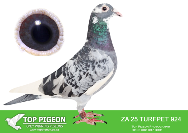 .LOT 4 FERDIE COETZER -ZA 25 TURFPET 924 -is a super young cock . He is a great handler . Bred from Stingray’s full brother mated to a classy Blou BUL Marissa Ace line hen . This cock has the great ” Kees Bosua ” blood in his veins , in my experience some of the best cross material available . Add to this the famous Kittel and Blou Bul pigeons and you have got magic . High quality pigeon .SEE PEDIGREE!!!