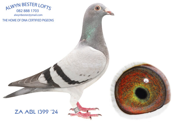 .LOT 2 ALWYN BESTER – ZA 24 ABL 1399 BBAR -Bred from the father to the Best Yearling in PTA Union 2024 mated to 643, the SANPO GOLD MEDAL OVERALL 2001+ pigeons.—————-SIRE: 6014591 BE 20.Strain: Dirk Van Den Bulck Color: BLUE BAR PIED Bred from a full brother to sister mating from “Olympic Rosita”, the mother to “KITTEL”. Bred ZA ABL 923 2023, Best yearling Pretoria Union 2024.————DAM:643 ZA 22 ABL .Alias “AMIRA” Strain: Alwyn Bester Color: Blue Bar 1st SANPO OVERALL DISTANCES (2001+) pigeons 2024 2nd SANPO MIDDLE DISTANCE (2001+) pigeons 2024 3rd SANPO SHORT DISTANCE (2001+) pigeons 2024 2nd FCI SANPO OVERALL DISTANCES  2024 4 x PTA UNION winner. (9 x Club winner 2023-2024).SEE PEDIGREE!!!