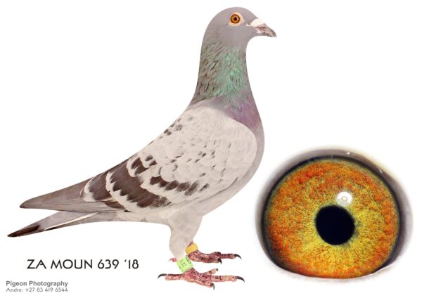 LOT 15 FERDIE LUBBE -ZA 18 MOUN 639 -VERY RELIABLE BREEDER OF WINNERS AND CONSISTANT PERFORMERS THE LAST FEW YEARS BRED FROM TWO SUPER LONG DISTANCE PIGEONS .————SIRE:-“MR GOLD” ZA10 24671 2 X PTA COMBINE WINNER CRADOCK 760KM AND NOUPOORT 700KM BOTH TIMES ONLY BIRD BACK ON THE DAY. ———–DAM: “NIGHT FLYER” ZA12 20024 SUPER HEN WINNING THE WHOLE OF VPU, WRRPA, TRPF AND PTA-COMBINE, ONLY BIRD ON THE DAY FROM A VERY HARD COLESBERG 642KM. CLOCKED 9’oCLOCK AT NIGHT. SHE IS HALFSISTER TO AN INTERNATIONAL WINNER. WITH A BREEDING LIKE THIS NO WONDER SE BEAT THE COMPETITION AGAINST ALL ODDS.SEE PEDIGREE!!!