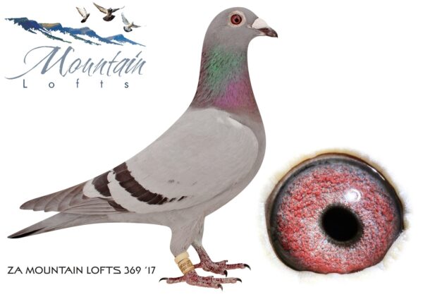 .LOT 8 FERDIE LUBBE -ZA 17 MOUN 369 -OUR NO 1 BREEDING HEN “RACING QUEEN” ZA17 MOUN 369  HER SIRE;  “ALLES ACHT” NL12 1784280 THE MOST FAMOUS HOOYMANS BREEEDING COCKS IN SA OF MULTIPLE WINNERS AND BREEDERS IN DIFFERENT LOFTS. JUST CHECK DU PREEZ & DEETLEFTS SALE RECENTLY AND YOU WILL SEE THE IMPACT THAT  “ALLES ACHT” HAD ON THEIR RACING AND BREEDING PERFORMANCE OVER YEARS CURRENTLY OUR NO 1 BREEDER ALREADY BRED 12 WINNERS  WITH HER  CLICK COCK  “KLEINE KANNIBAAL” ZA16 MOUN 066 369 IS A PTA- UNION AND COMBINE WINNER————DAM:BELG 12 3113527.Alias “SUPER GIRL” Strain: RIK COOLS Color: BLUE BAR DNA CERTIFIED AND SUPER BREEDER DAM TO: 13 WINNERS, 8 UNION WINNERS, 5 COMBINE WINNERS & 1 GAUTENG ZA13 03405 1ST CLUB,1ST UNION,2ND COMBINE QUEENSTOWN 704KM 1724 PIGEONS ZA14 MOUNT 316 1ST CLUB, 1ST UNION, 1ST COMBINE WINBURG 339KM 2066 PIGEONS.SEE PEDIGREE!!!