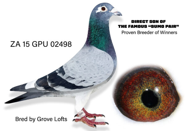 .LOT 7 SUNSET AUCTION –ZA 15 GPU 02498 – Although this cock filled his eggs in 2024 his fertility cannot be guaranteed———–SIRE:00507 ZA THU 10 BB VAN ENGELA Pure Van Engela. Our best breeding cock. Sire to at least 12 wins thus far. Also sire to best bird union 2014 as well as second best bird union 2014. His one daughter would have won SANPO silver long distance 2014.————–DAM:ZA 10 THU 01281.SIERENS. LOCK. OURNO 1 STOCK HEN. DAM TO MULTIPLE WINNERS AND BEST BIRDS.SEE PEDIGREE!!!