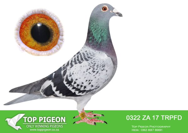 LOT 11 PIGEON PALACE -ZA 17 TRPFD 0322 -‘Norman 322’ N&F Norman CH Super stock Hen. Dam to 11 winners with different cocks !—-Also bred best bird for Johan King TPA baby series (Pretoria) January 2025. The best of Filip Norman (breeder of Abraham. winner SCMDPR final) in this beautiful hen!————-SIRE:BELG-13-3096681 C Norman Pieta Cock N. & F. NORMAN. GYS LOUW AND PIET DE JAGER IMPORTED THIS COCK FROM BELGIUM.————-DAM:BELG-13-3096587 H ‘Norman Pieta hen’ N&F. NORMAN BB Ingevoer direk N&F Norman. ‘COGNAC X WONDER ZHORA’.SEE PEDIGREE!!!