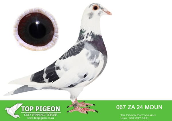 LOT 12 FERDIE LUBBE -ZA 24 MOUN 067 -BRED FOR STOCK FROM THE BEST INBRED GENETICS OF DIRK VAN BULCK X INBRED BEST KITTEL PIPA————–SIRE: “NEW UNSEEN FORCES” NL23 9630891 VERY UNIQUE SPECIAL BREEDING 11 X SUPER PAIR “GOEDE RODE” X  “OLYMPIC ROSITA” IN  HIS PEDIGREE ———–DAM:”BEST KITTEL CLONED” ZA23 MOUN 896 INBRED TO “BEST  KITTEL” 4  X IN HER PEDIGREE. SHE HANDLE LIKE A SHOW PIECE, MEDIUM SIZE WELL BALANCED  FULL BROTHER ZA24 MOUN 111 WAS DONATED AND SOLD FOR R7,000 TOP PIGEON .SEE PEDIGREE!!!