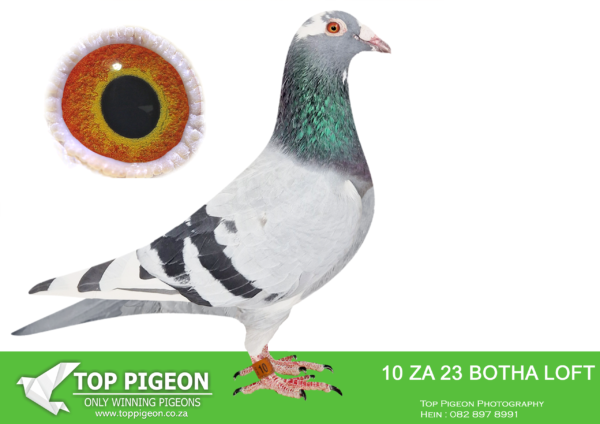 .LOT 2 BOTHA LOFTS – ZA 23 BOTHA LOFTS 10 -SIRE:2302 ZA PWDU 20. PARENTS SOLD FOR R250 000.00 . DIRECT SON THE SUPER BREEDERS “VEGTER” AND “ZUBIRI”.———-DAM:9419 ZAPRPC 19. THIS IS BRED DIRECTLY OUT OF BROTHER TO CONCORDE.SEE PEDIGREE!!