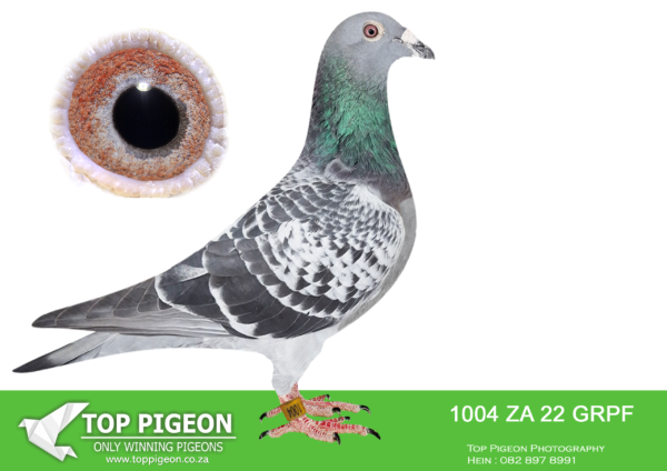 .LOT 5 PIGEON PALACE -ZA 22 GRPF 1004 “NR 1 ZARINA” -Bred from our 2 best birds for stock !Foundation cock ‘Number One’ mated to National Ace pigeon allround ‘Zarina’.He is a replica of his legendary father and his dam is fast becoming our number one breeding hen ! His siblings are super racers locally and at OLR winning Afrika Pro final in 2022. His halfsister won a race at Afrika Pro another came 3rd. Marlbank OLR 2nd Ace in 2024.————-SIRE:ZA-13-10033 C “NUMBER ONE”.Foundation cock.. Halfbr. ‘Concorde’ SANPO Gold medal & ‘Mirage’3 x winner also Gauteng combine winner. Sire & g/sire to great performers OLR and union level.G/sire Africa Pro OLR final winner.————-DAM:TRPF-20-7688 H ‘Zarina !’ Pigeon Palace.SANPO Gold medal winner allround ’22. SANPO Silver medal short distance. 3 x union winner. She raced fantastic from 300km to 750km and is closely related to no less than 2. other SANPO Gold medal winners. One of the best ever in South African racing history. Zarina is an excellent breeder -winner Afrika Pro series 1st & 5th races also 77th final on the day. 2nd Ace Marlbank 3rd Final 700km OLR. Saipr summer OLR hotspot co-winner also 8th Ace & 18th final. Dinokeng top 10 racer Turbo race.SEE PEDIGREE!!!!