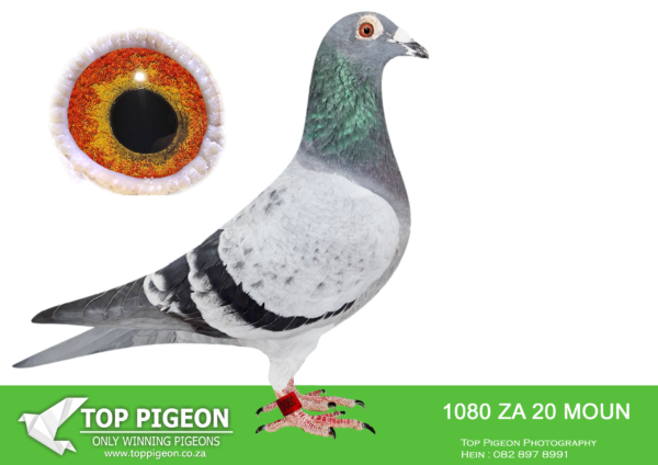 LOT 20 FERDIE LUBBE -ZA 20 MOUN 1080 -SIRE:”JP SPECIAL MG” NL 1328612 A SUPER BREEDER ON THE DISTANCES In the pedigree we have 3 International Barcelona winners “Special One” 1st International Barcelona 2015 against 19,083 pigeons and the only pigeon back on the day. “New Laureaat” 1st International Barcelona 2013 against 25,382 pigeons. Golden Wing Winner “Kleine Jade” 1st International Barcelona 2014 against 20,669 pigeons———–DAM: ZA 19 MOUN 676 .Alias “QUEEN OF THE SKY” Strain: MOUNTAIN LOFTS Color: BLUE BAR “QUEEN OF THE SKY” ZA19 MOUN 676 BREEDER OF WINNERS SAMDPR ENTRY 2019/2020 BRED FROM TWO SUPER WORLD CLASS PIGEONS 3 x EQUAL 1ST (3RD) SAMPR HOTSPOT 1 2162 PIGEONS-WINNER $5000 US DOLLARS (18TH) SAMDPR HOTSPOT 2 2046 PIGEONS- WINNER $500 US.SEE PEDIGREE!!!