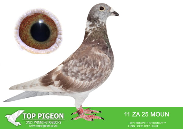 LOT 15 FERDIE LUBBE -ZA 25 MOUN 11 -SIRE: ZA 23 VPU 8129 .Alias “BLUE OLYMPIADE SPEED” Strain: BEST KITTEL Color: BLUE BAR “BLUE OLYPIADE SPEED” ZA24 VPU 8129 BRED BY OOA SIRE:”PIED NEW CHRISTIANO” NL22 8436067 A Super cock! Grandson to BELG 4202429;18 – “CHRISTIANO” – One of the best proven breeding sons of ” BEST KITTEL” in the world. Sire to the BEST PIGEON IN THE WORLD SPRINT 2023!- 1st Olympic———-DAM: ZA 23 MOUN 923.Alias “GOLDEN GREIPEL” Strain: MOUNTAIN LOFTS KITTEL Color: MEALY “GOLDEN GREIPEL” ZA23 MOUN 923 SIRE:”GREIPEL STAR: NL 21 17491192 STRAIN DIRK VAN DEN BULCK SIRE TO:FIRE HAWK ZA23 MOUN 1033 SOLD ON AFRIKAPRO AUCTION AT TOP PIGEON FOR R26,000 – 10/11/24 SIRE TO 3 WINNERS DAM:”GOLDEN MASK” ZA17 MOUN 318 BREEDER OF SUPER WINNERS DAM TO: FIRE HAWK ZA23 MOUN 1033 .SEE PEDIGREE!!!