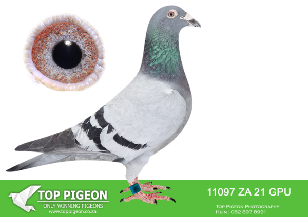 LOT 27 PIGEON PALACE –  ZA 21 GPU 11097 “BLINK STEFAANS” -Top racer and best. youngbird club & 3rd best YB union. Bred from a click pair. Super Kittel cock – Stefaans Lambrechts—-2ND  Bloemfontein ,  3RD Winburg ,  6TH Reddersburg,  6TH Dewetsdorp,  7TH Verkeerdevlei,  9TH Springfontein.———–SIRE:BE-18-6049832 C ’32 Stefaans’ STEFAAN LAMBRECHTS.Super Kittel stock cock Line Goede Rode sire to Kittel Dirk van Den Bulck. Father is ‘Den Blauwe witpen’ top racer & breeder. He is g/sire to 1.-1.- 2.-3.-6.-7.-7 & TO 6. NAT. Zone BOURGES 4016 birds & son of excellent breeder ‘Kleine Dirk 900’ a son of ‘Goede Rode’. Dam is a daughter ‘LINCIA’ Stefaans Lambrechts 1st Nat. Ace SMD KBDB ’15. Many Olympic birds. in this pedigree.—————DAM:ZA TRPF-14-18410 H.Super stock Hen and dam to winners and a best bird. Dam to ‘Blink Stefaans’ top racer and his brother ‘8121/20’ excellent performer over 3 years of racing.SEE PEDIGREE!!!