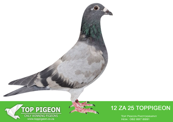 .LOT 5 BENEKE LOFTS – ZA 25 TOPPIGEON  12 -SIRE:28555 GBA 23.Entered Afrikapro Premier OLR 2024. 78th Final, 601km, 1728 birds. Contributed to 15th Black Jacket Very hard race, only 86 Day Birds.. BRED FROM SUPER GENETICS “QATAR HORSE” AND “PRINCE PORCHE” AND TOM VAN GAVER.———-DAM: 8066 ZA TRPF 18. FLOR ENGELS / TOM LOCK. She is is the nestmate sister to the grand father of SAPIR ONE LOFT WINNER 2022 Winning R750 000.00 . Bred 3rd ACE Dinokeng 2022 . Bred 8th ACE CTIOL 2023. Bred 2nd Club Sale Bloemfontein. Bred 19th Final CTIOL 2023. SEE PEDIGREE!!!
