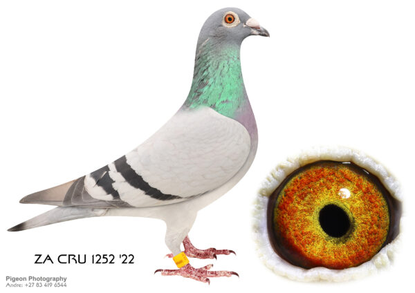 .LOT 1 FERDIE COETZER – ZA 22 CRU 1252 – is a bb medium to small hen with a racing eye ( yellow } . After some early promise in the race loft , i stocked her because of her unique breeding . She is something special . Her sire was bred from a halfbrother x halfsister back to ” Vegas Boy ” . Vegas Boy x Gugu and Vegas Boy x African Queen linebred to the mega star pair Ornat x Soraia . ZA 22 CRU 1252 dam is a winner and her sire a 2 x winner was bred from 2 double winners for TRPF champion Johann Grobbelaar . As a breeder this beautiful bb hen has great potential .SEE PEDIGREE!!!