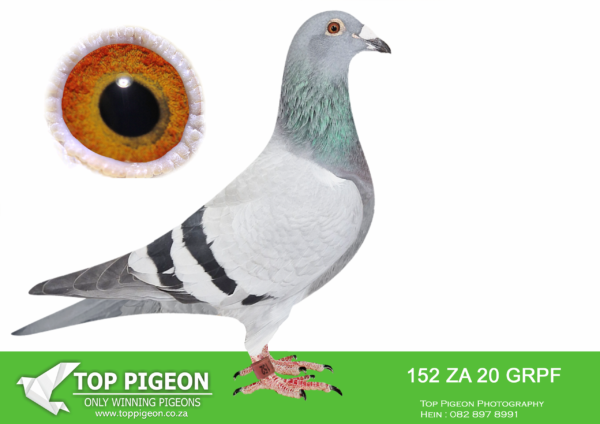 LOT 12 PIGEON PALACE -ZA 20 GRPF 152 -Top Stock Hen. Dam to 3 winners also a federation winner in TRPF. Daughter of foundation Bosua cock Lot 7′ who is unfertile. Daughters of this cock is something special!————-SIRE:BELG 10 6342151 “LOT 7”. BOSUA. ONE OF THE FOUNDATION COCKS OF THE LOFT.BASE BREEDER. SIRE AND GRANDSIRE TO CHAMPIONS ALSO 3 GAUTENG COMBINE WINNERS. PRODUCED NUMEROUS WINNERS. BEST OF KEES BOSUA SUPERB BLOODLINE. INBRED TO FAMOUS AUTOKOPPEL.———DAM:ZA 11 TRPF 24857 “57”. GRONDELAER X CATRYSS. FOUNDATION HEN AND SUPER BREEDER FOR GYS LOUW. BEST OF THE FAMOUS BLOODLINE JAN GRONDELAERS CHAMPION FROM BELGIUM. DAM TO “PRINS” DOUBLE FED WINNER AND EXCELLENT BREEDER . DAM TO FUTURE SUPERSTAR IN THE BREEDING LOFT “10811 ALSO GAUTENG COMBINE WINNER.SEE PEDIGREE!!