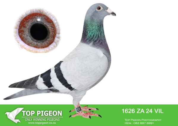 LOT 17 PIGEON PALACE -ZA 24 VIL 1626 -Bred from a click pair that bred two fed winners TRPF/GRPF in one nest.His sister ‘Avion’ sold for 9400 euros on PIPA ! Avion raced like a star at Afrika Pro and was 3rd overall Green Jacket also leading the Blue Jacket with 2 races to go..————–SIRE:ZA-17-28686 C ‘Super AJ’.Great racer also Ace pigeon middle distance. Sire to 2 federation winners mated to ‘Super 57’. This cock is a champion breeder from a line of winners! SANPO gold medal winners from the grandmother 180k hen. Top handler with a beautiful golden breeding eye..————DAM:BPFD-17-1257 H ‘Super 57’.Superbreeder and dam to 2 federation wins in one nest! Top racer and best bird. Bred from a super pair of pigeons. Sister to 8781 a double winner also 0629/18 super cock. ‘Super 57’is a 5x winner and Laingsburg federatoin winner by 9 minutes! Her brother ’83’is a double section winner and ace pigeon.SEE PEDIGREE!!!