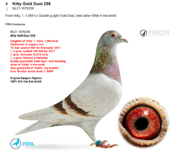 .LOT 1 PIGEON PALACE – NL 21 1676258 -From Kitty, 1.-1,984 b.! Double g.dght Gold Dust, best sister Kittel in the world.—-Daughter KITTY 1. Isnes 1984 b Double g.daughter of famous GOLD DUST BEST BREEDING SISTER KITTEL IN THE WORLD————–SIRE:NLD 20-1781888 M GOLDEN TRIPLE 888 Dirk van den Bulck Mealy FULL BROTHER TO TOP BREEDER BULCK 118 – PADELI Super Breeding cock BROTHER GOEDE RODE X GOLDEN LEO 9999 – GOLD DUST Best breeding sister KITTEL in the world.—————DAM:NLD 16-1259579 V KITTY D vd Bulck x Sangers Mealy Red Daughter top pair O1D GOLD X GOLD DUST.- Sister to KATHY 1. Chalons-Champagne Region South 3282 b 1. Total liberation TT Flight 5940 b Sister to KIKІ 1. Acebird Speed Overal Comnbine 1. Acebird Middle Distance Federation 5. Acebird Short Distance Federation G’daughter GOEDE RODE & OLYMPIC ROSITA Dirk van den Bulck..SEE PEDIGREE!!!!