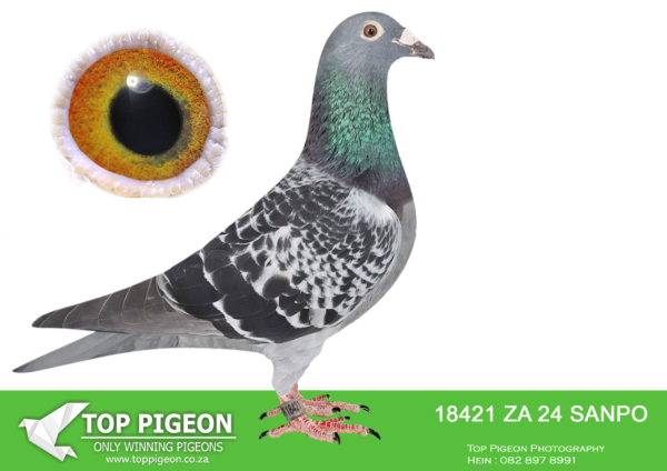 .LOT 2 BADENHORST HOKKE -ZA 24 SANPO 18421 -SIRE: 2188120 13 BELG.Strain: JANSEN Color: Mealy Super 100% Jansen pigeon .———-DAM: 2312937 15 BELG.Strain: Jansen Gebr Color: Check super handler. foundation hen .SEE PEDIGREE!!!!