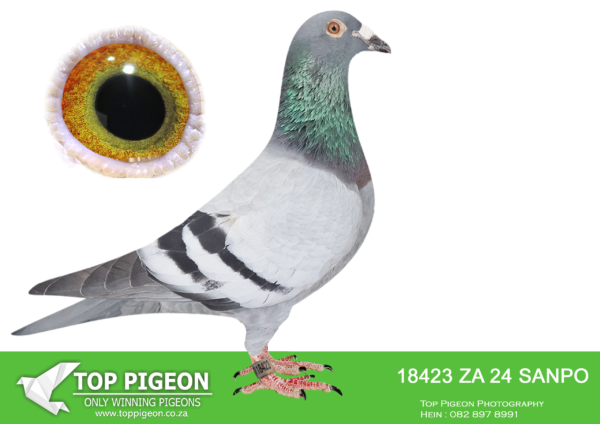 .LOT 3 BADENHORST HOKKE -ZA 24 SANPO 18423 -SUPER COCK. Inbred 810, son to our super breeder 810’s. Half brother on dams side to SANPO GOLD MEDAL LONG DISTANCE 2018 – ZA10830/16, SONIC 2nd place Dinokeng Barzalona race 2020, ROYAL STAR 4th place Dinokeng Barzalona race 2019, NHL1039/17 mutiple KZN combine winner and super breeder. 5695 & 06980 bred ZULU 0276/18 who bred the 2021 Dinokeng Bloemfontein 2 race winner PWDU2482/20 for Huysers. These 810 are in a class of their own. 06980 is probably one of the best 810 daughters in the country. SEE PEDIGREE!!!