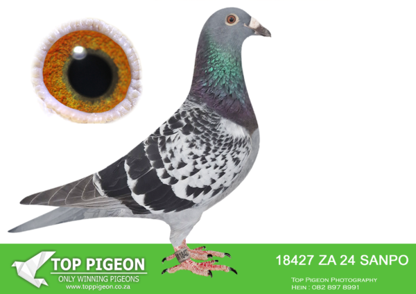.LOT 6 BADENHORST HOKKE -ZA 24 SANPO 18427 -SIRE: 90709 18 ZA. Alias “Blue Gold ” Strain: Alwyn Bester Color: Blue Bar bred for stock to some of the best Twilights in the country. ZA7336/07, ZA8441/07 and super breeder and foundation cock SA2926/05.——DAM:0121 17 SRSPV/D . TWILIGHT.SEE PEDIGREE!!!