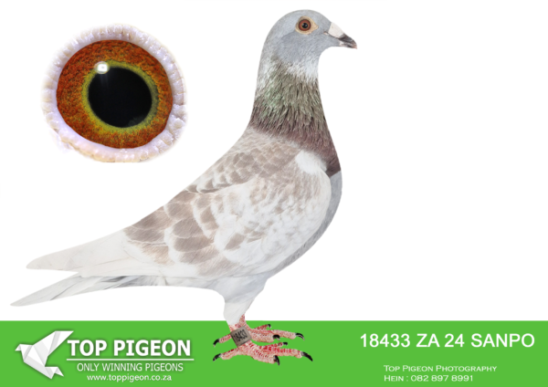 LOT 18 BADENHORST HOKKE -ZA 24 SANPO 18433 -SIRE: 2188120 13 BELG.Strain: JANSEN Color: Mealy Super 100% Jansen pigeon .———-DAM: 2312937 15 BELG.Strain: Jansen Gebr Color: Check super handler. foundation hen .SEE PEDIGREE!!!!
