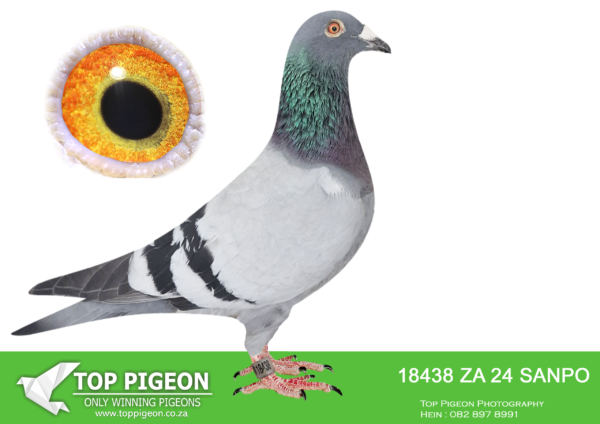 .LOT 4 BADENHORST HOKKE -ZA 24 SANPO 18438 -Bred for stock from two super pigeons. The sire is our Siegfried Mayer super breeder cock. He is sire to mutiple winner on club and combine level. he was 3rd grand av pigeon all races Carnival lofts. sire to winners with different hens first year in stock. sire to ZULU 2547/20 – 24th Carnival summer 2021. the dam Zulu 410 is a inbred 810 hen from our super breeding 810 line – SANPO gold and super dinokeng racers. this bird will become a star breeder .SEE PEDIGREE!!!