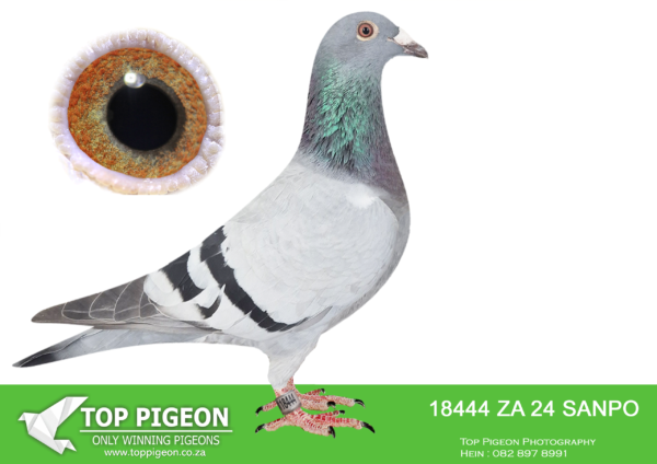 LOT 16 BADENHORST HOKKE -ZA 24 SANPO 18444 –