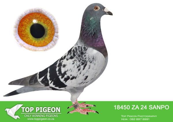 .LOT 7 BADENHORST HOKKE -ZA 24 SANPO 18450 -SIRE:04619 14 GPU . Alias “My Boytjie ” Strain: 810 Superbreeder Color: Blue Bar Proven breeder of super racers. Direct son to Out Of Africa’s super breeder BELG 4253810/07. The 810 line is responsible for a long list of great racers, breeders and ace pigeons. Half brother to super breeder 06980/13 who produced double SANPO gold on the long distance and a number of other combine winners. Sire to KZN Combine winner ZULU 2535/20 first year in stock. super stock bird .————DAM:1475 ZA 24 ABL.Alias “Lady Kittel” Strain: Best Kittel (Alwyn Bester Color: Blue Chequer Super strong hen in hand. Bred for stock. SEE PEDIGREE!!!!