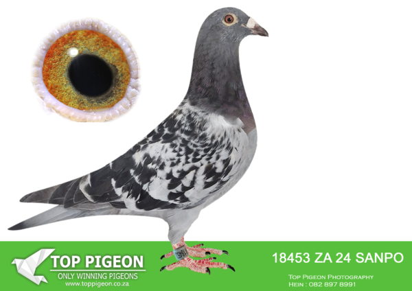 LOT 11 BADENHORST HOKKE -ZA 24 SANPO 18453 -Bred for stock from two super pigeons. The sire is our Siegfried Mayer super breeder cock. He is sire to mutiple winner on club and combine level. he was 3rd grand av pigeon all races Carnival lofts. sire to winners with different hens first year in stock. sire to ZULU 2547/20 – 24th Carnival summer 2021. the dam Zulu 410 is a inbred 810 hen from our super breeding 810 line – SANPO gold and super dinokeng racers. this bird will become a star breeder .SEE PEDIGREE!!!