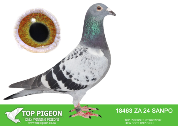 LOT 17 BADENHORST HOKKE -ZA 24 SANPO 18463 -SIRE: 2172896 13 BELG.Strain: Jansen Gebr Color: Red Imported Red Jansen Cock. Super stock pigeon———DAM:2313952 14 BELG .Strain: Jansen Gebr Color: Blue Bar stock hen – super pigeon .SEE PEDIGREE!!!!