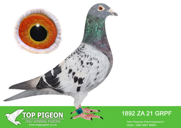 LOT 16 PIGEON PALACE -ZA 21 GRPF 1892 -SIRE:DV 05001-12-855 C ‘Der Pate’ OSWALD BB Incredible breeder and great gr.sire to SAMDPR WINNER, ‘MIX’ – the break away winner by 15 min! Also sire to 1ST Dinokeng one loft race final winner – YSC/LIM 6850/14. Brother to the sire of ‘LUKE DONALD’.————DAM:ZA ZA-19-178782 H ‘Flojo’ Pieter Veenstra CH Bred from the best of Pieter Veenstra. Dam to 31st Cape town OLR ’22. Dam to ‘Maisie’ top performer Victoria Falls 2022. This hen is bred from the very best SAMDPR genetics. She comes from a line of OLR performers..SEE PEDIGREE!!!!