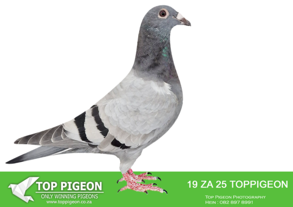 .LOT 6 BENEKE LOFTS – ZA 25 TOPPIGEON  19 -SIRE:3047876 BE 23 “NEW KIM’S ENABLE”. BRED FROM THE MOST EXPENSIVE GENETICS IN THE WORLD “NEW KIM” AND TOM VAN GAVER.———-DAM: 629 ZA ABL 22 BB ALWYN BESTER. BRED FROM Another daughter to the famous Roodhooft hen 6250286/04, who is dam to the 5 x TRPF winner for Schmidt & Bouwer and several other great racers. This hens grandmothers on both sides are ful.SEE PEDIGREE!!!